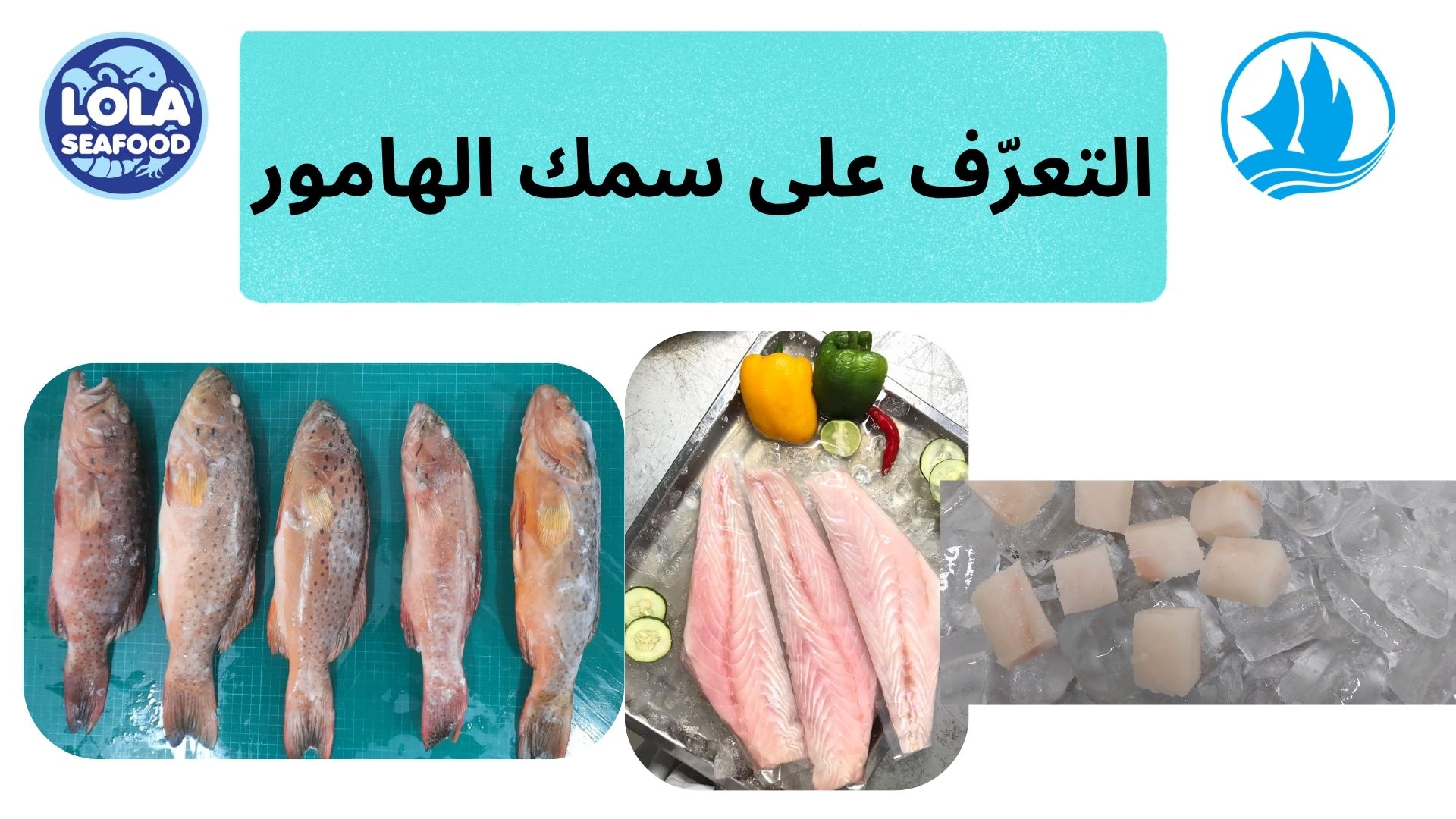 التعرّف على سمك الهامور